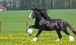 Persheron horse